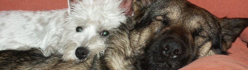 Two Dogs Sleeping — Brown, Peaceful, Photograph