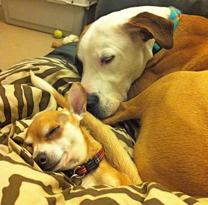 Two Dogs Sleeping — Brown, Peaceful