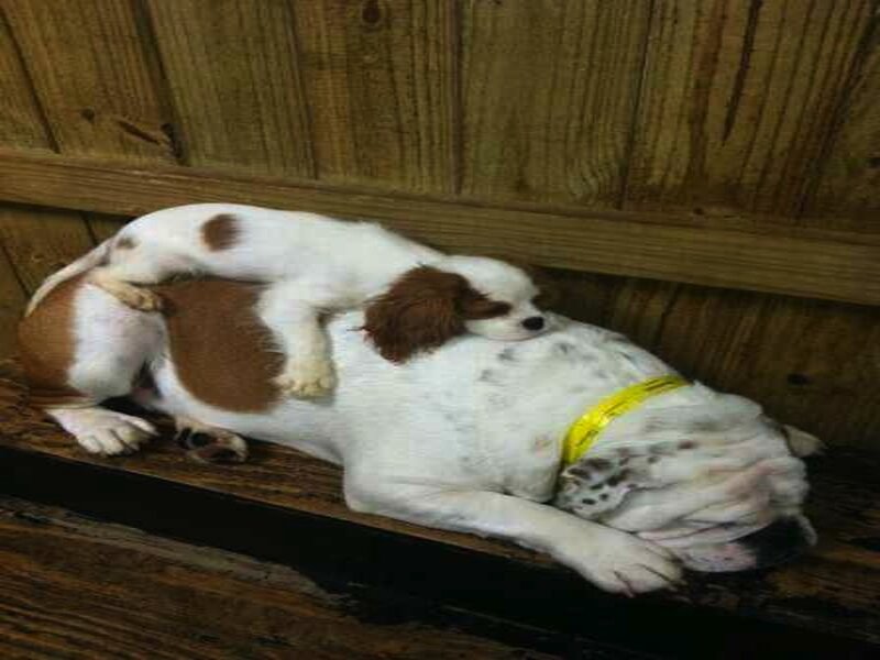 Two Dogs Sleeping — Brown