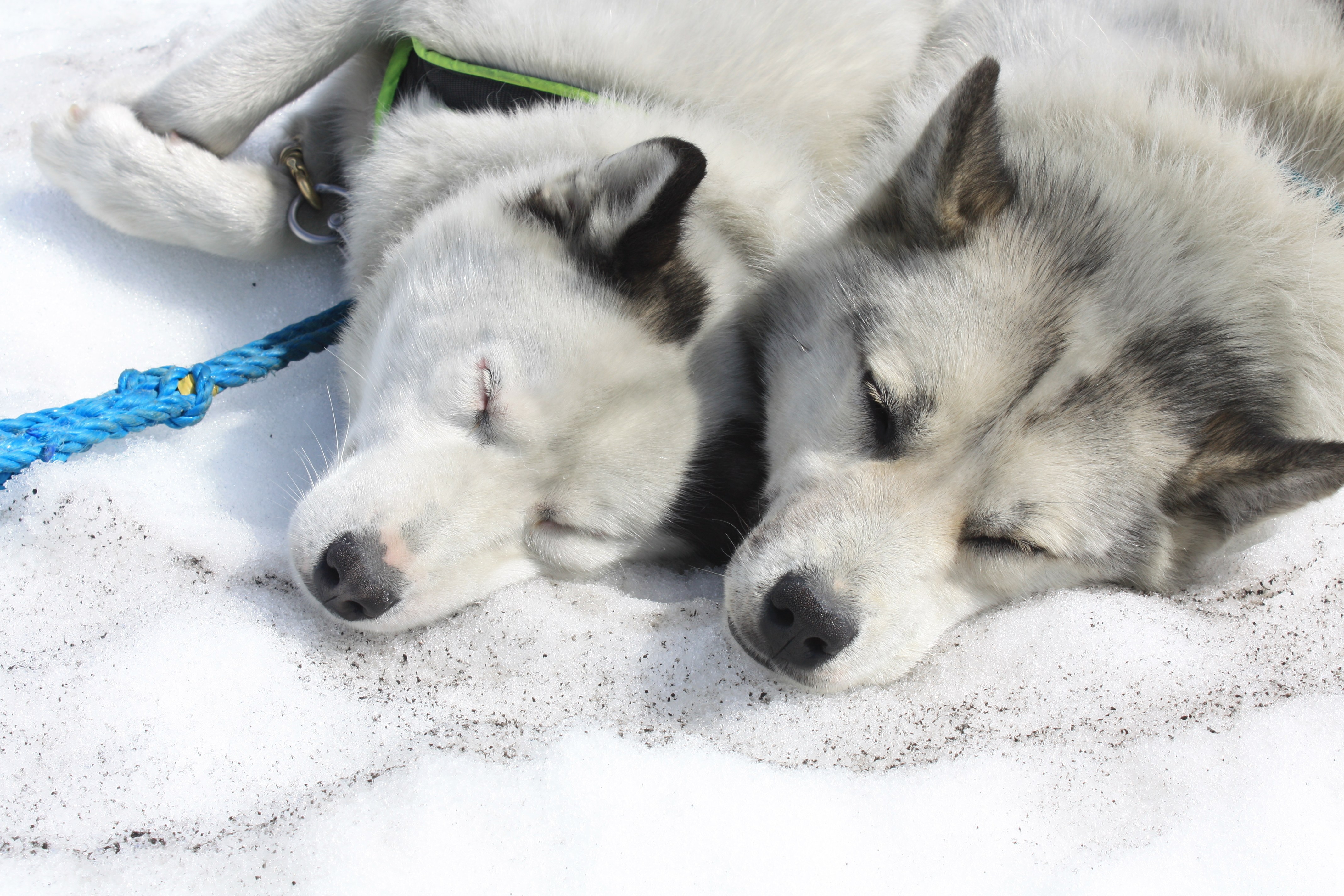 Two dogs sleeping in snow