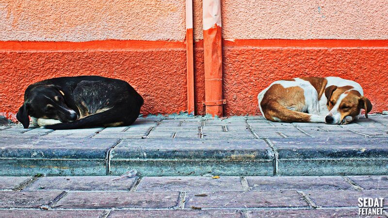 Two Dogs Sleeping — Orange, Calm