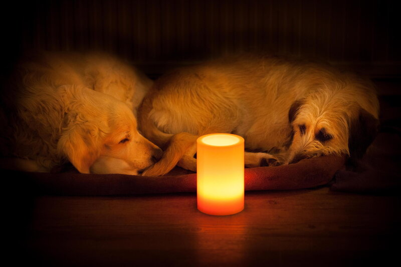Two Dogs Sleeping — Orange