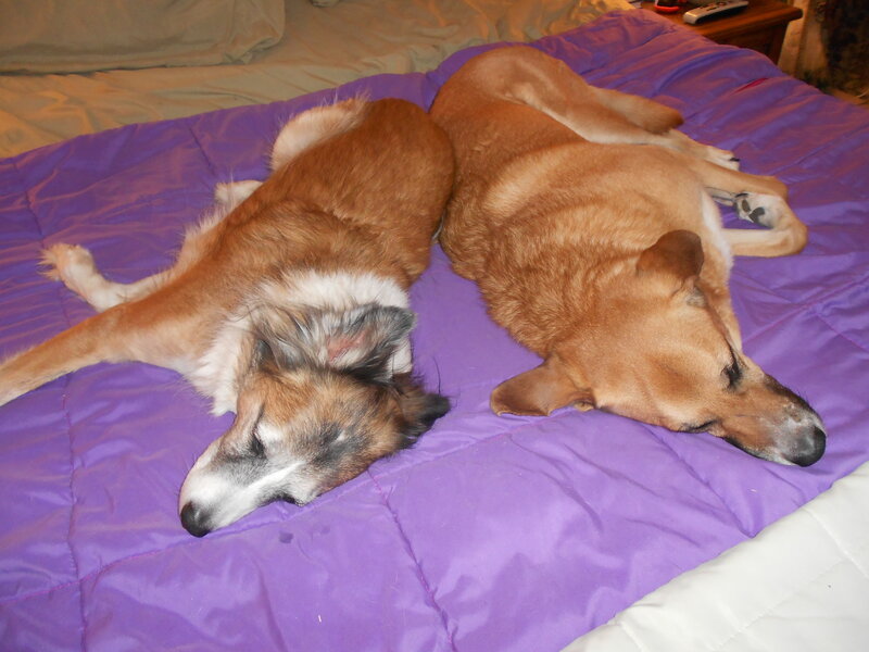 Two Dogs Sleeping — Purple