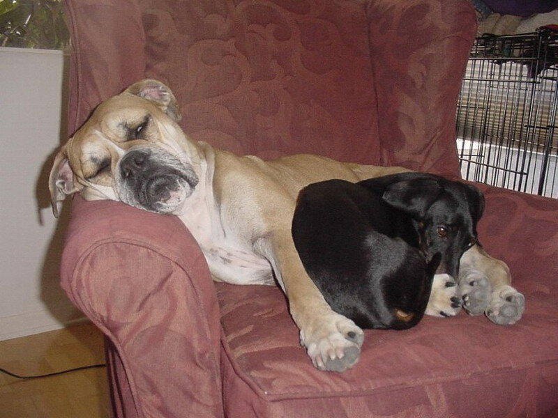 Two Dogs Sleeping — Red
