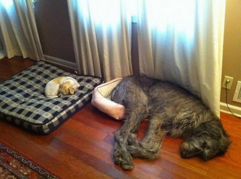 Two Dogs Sleeping