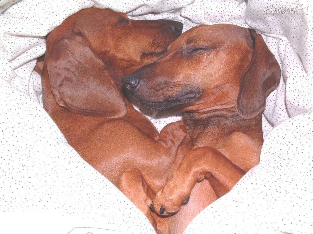 Two dogs sleeping together