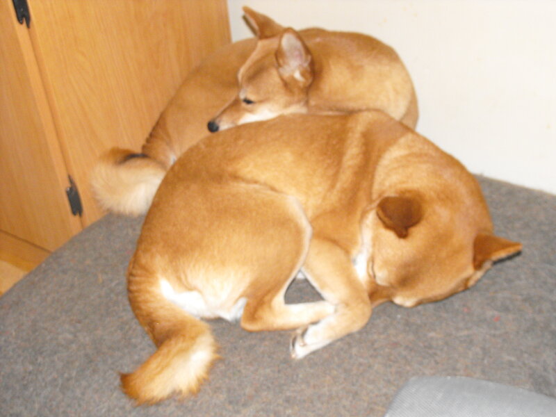 Two dogs sleeping together