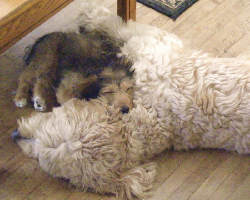 Two dogs sleeping together