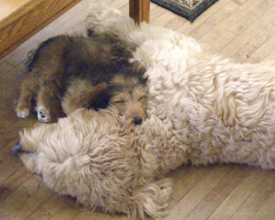 Two dogs sleeping together