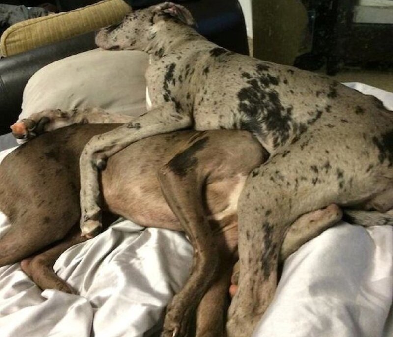 Two Dogs Sleeping — White