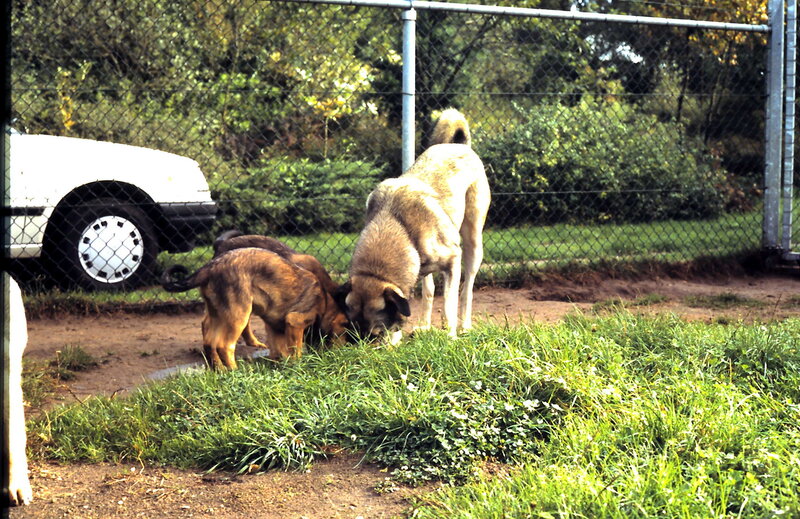 Two Dogs Sniffing Grass