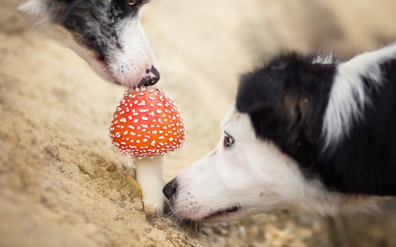 Two Dogs Sniffing Mushroom