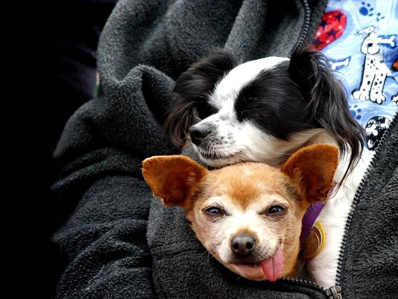 Two dogs snuggling together