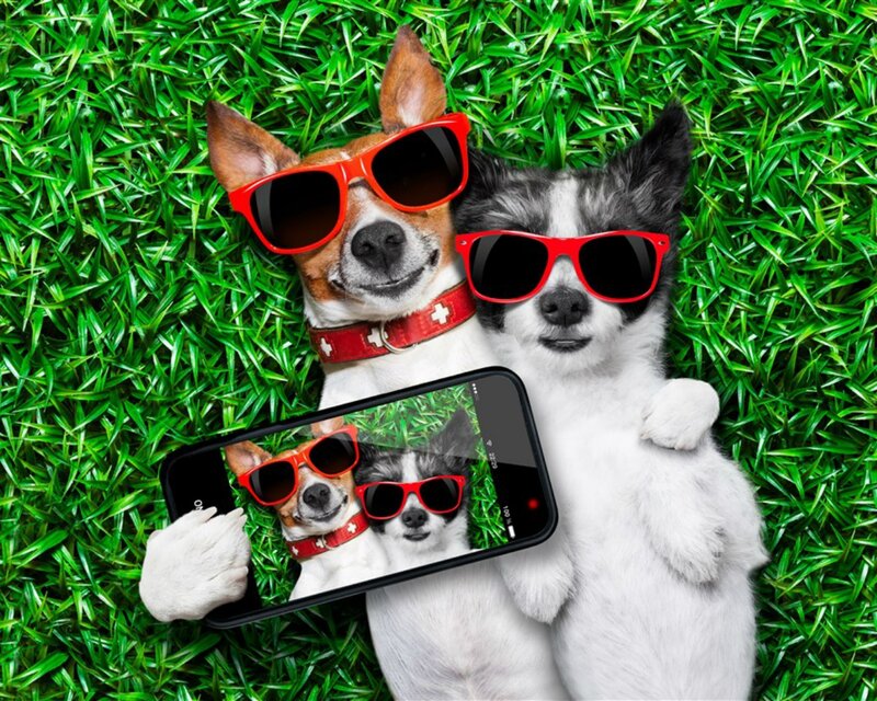 Two Dogs Taking Selfie