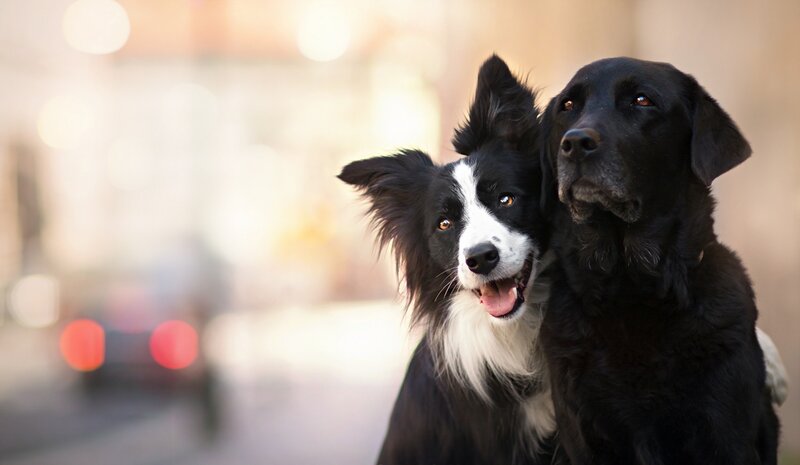 Two Dogs Together — Black