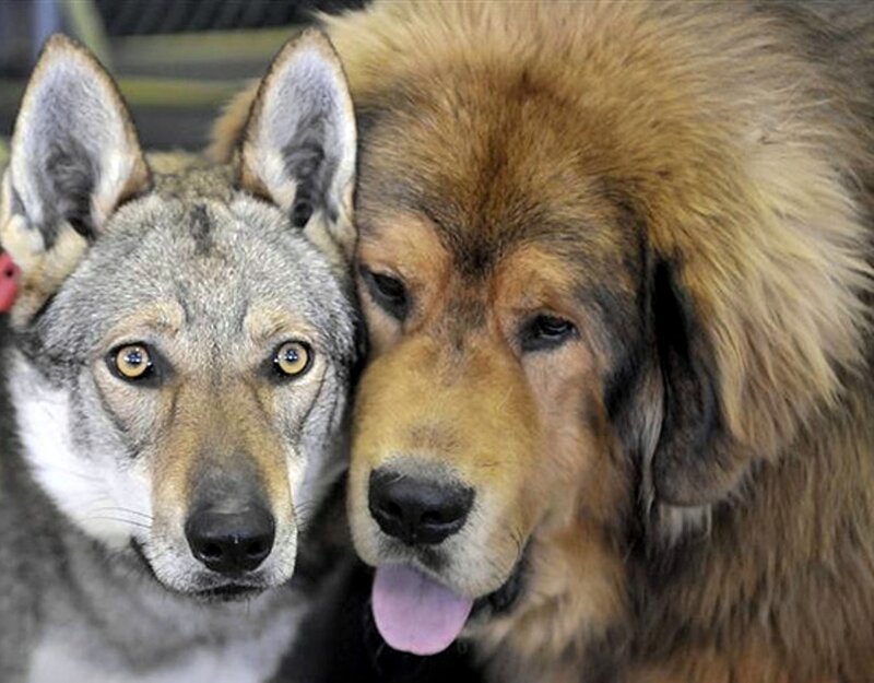 Two Dogs Together — Brown