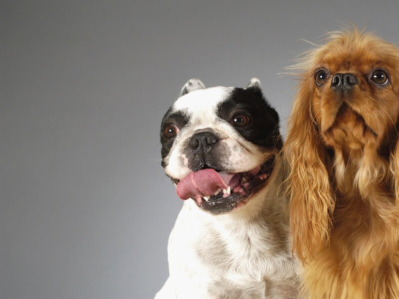 Two Dogs Together — Gray