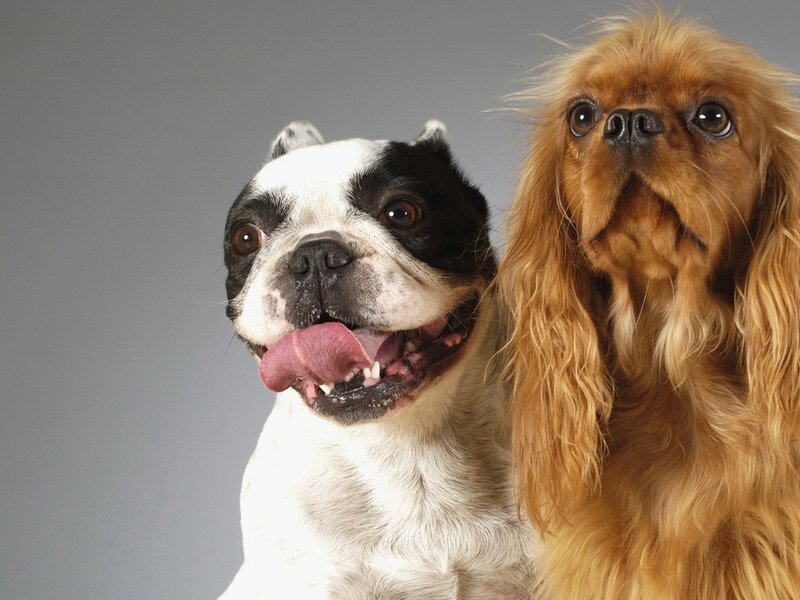 Two Dogs Together