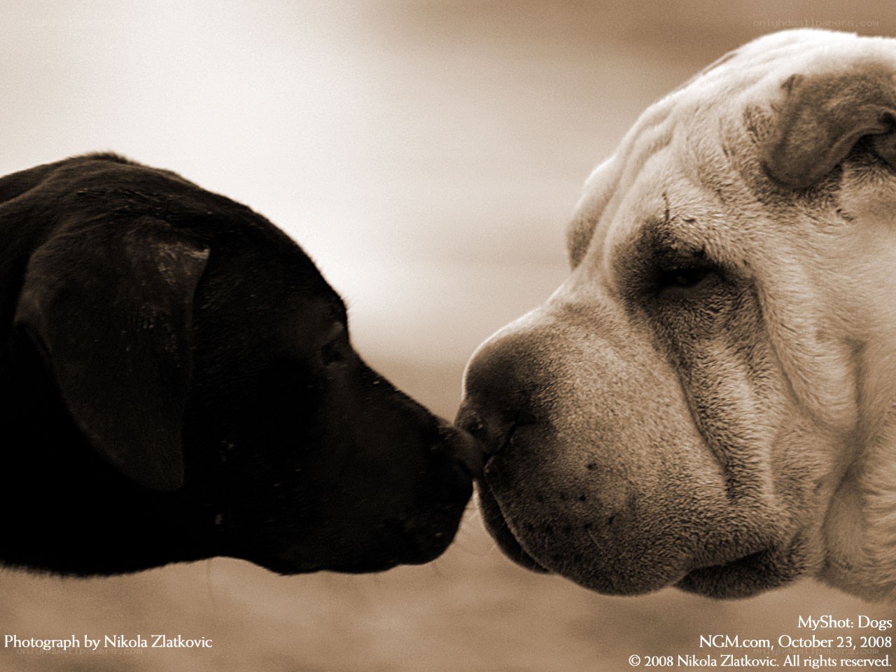 Two dogs touching noses