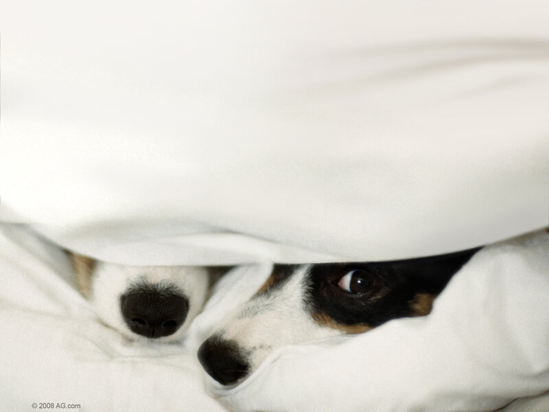 Two Dogs under Blanket