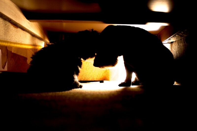 Two Dogs under Furniture