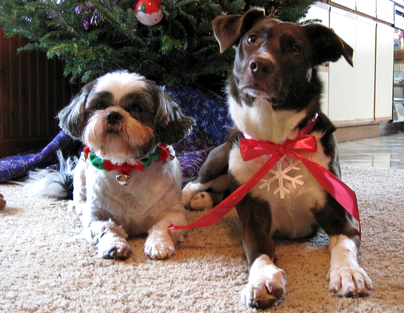 Two Dogs under Tree