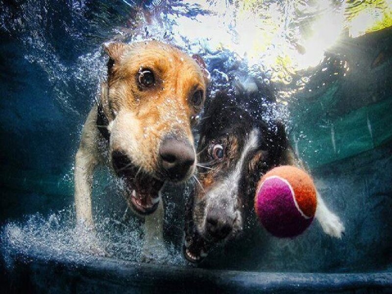 Two Dogs Underwater — Blue