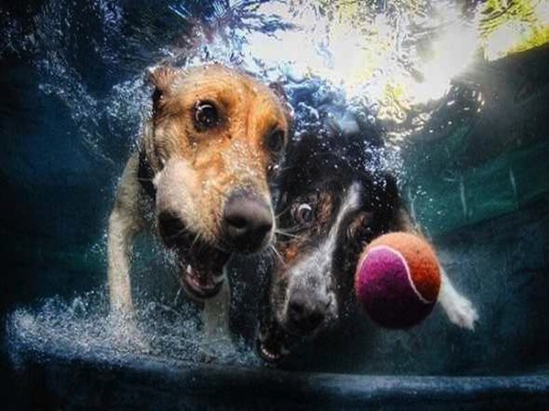 Two Dogs Underwater