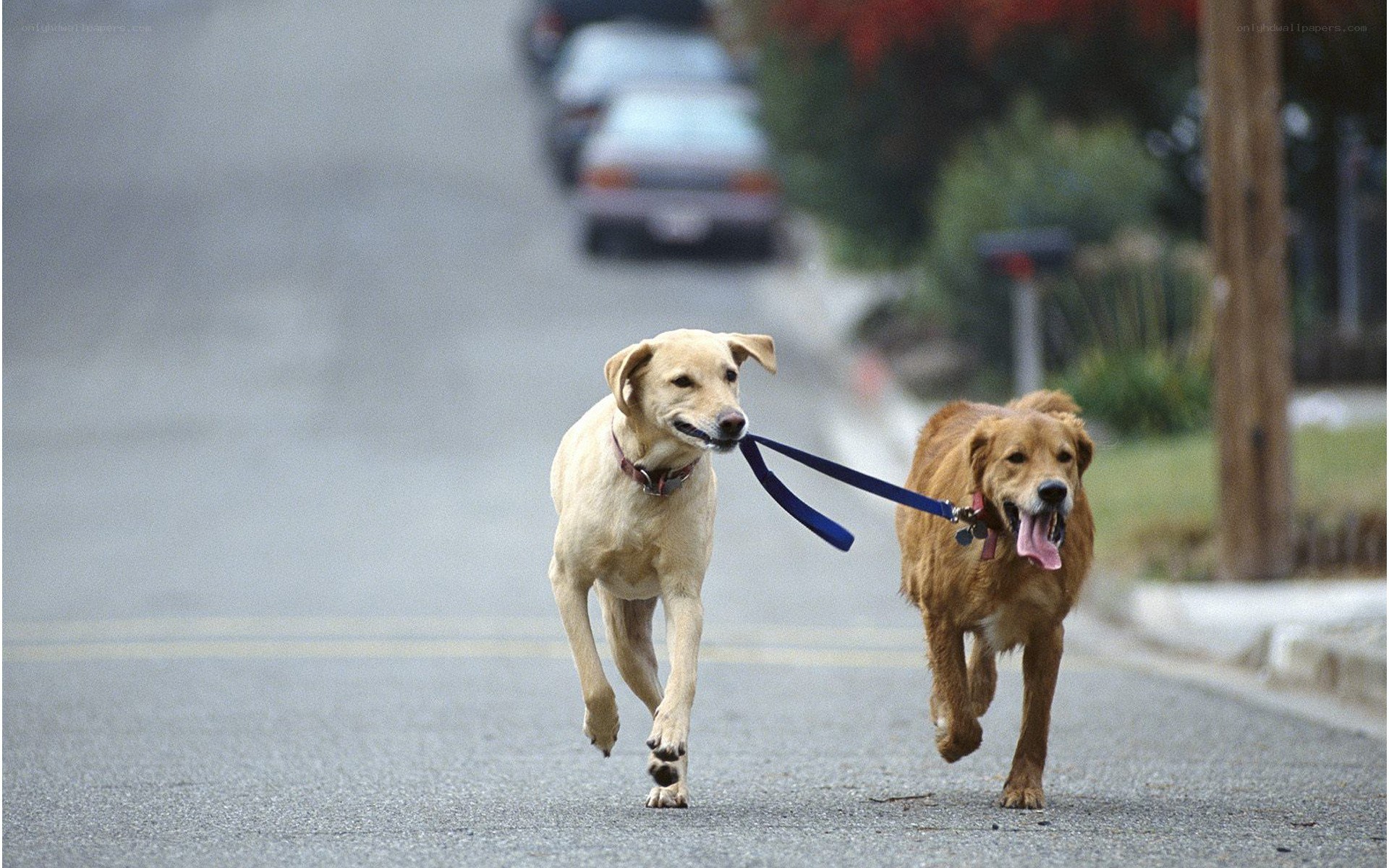 Two dogs walking on a street