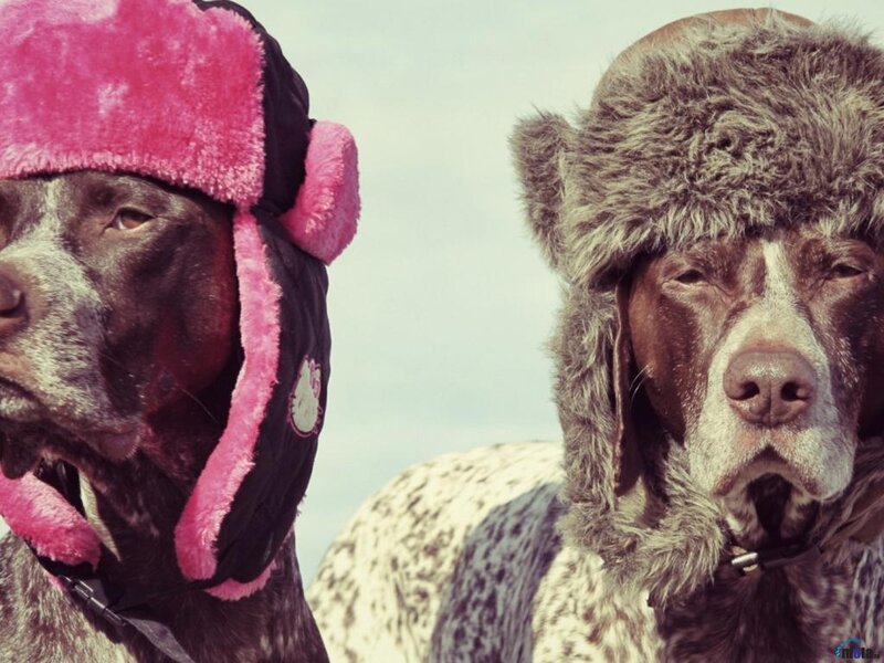 Two Dogs Wearing Hats — Pink, Calm