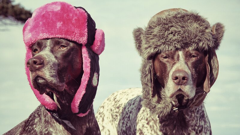 Two Dogs Wearing Hats — Pink, Calm, Winter
