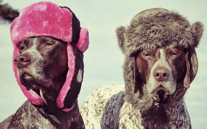 Two Dogs Wearing Hats — Pink