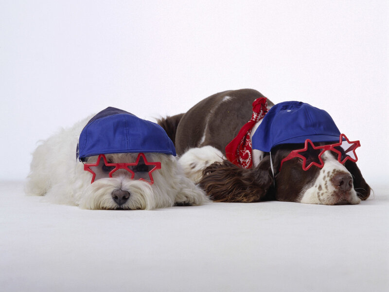Two Dogs Wearing Hats
