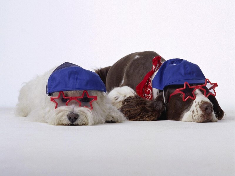 Two Dogs Wearing Hats — White