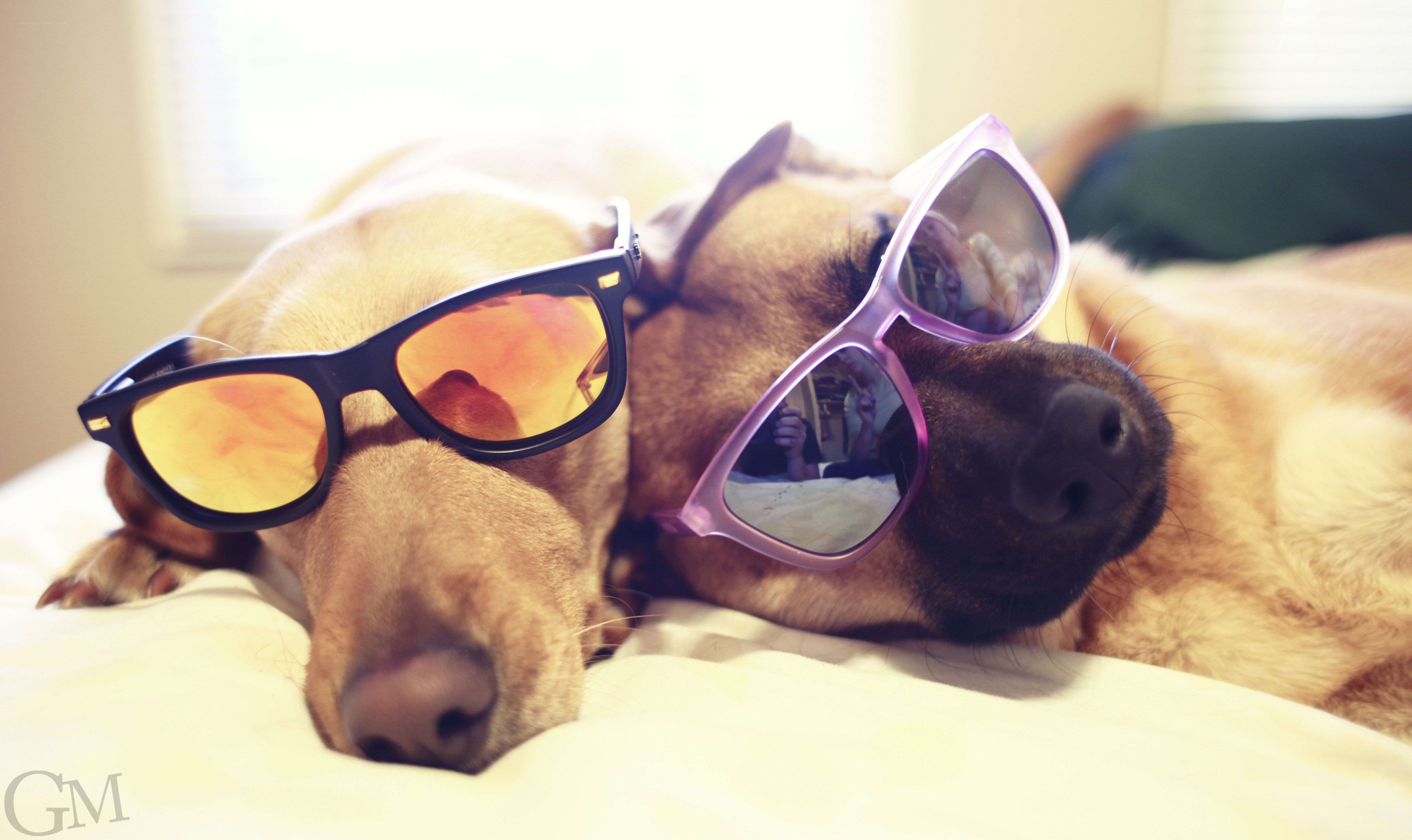 two dogs wearing sunglasses