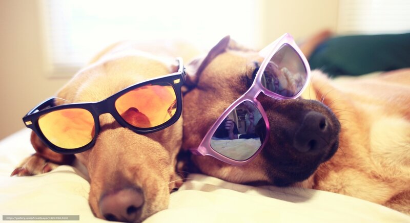 Two Dogs Wearing Sunglasses — Brown, Relaxed
