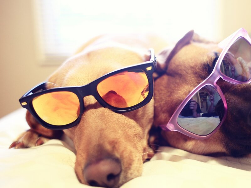 Two Dogs Wearing Sunglasses — Brown