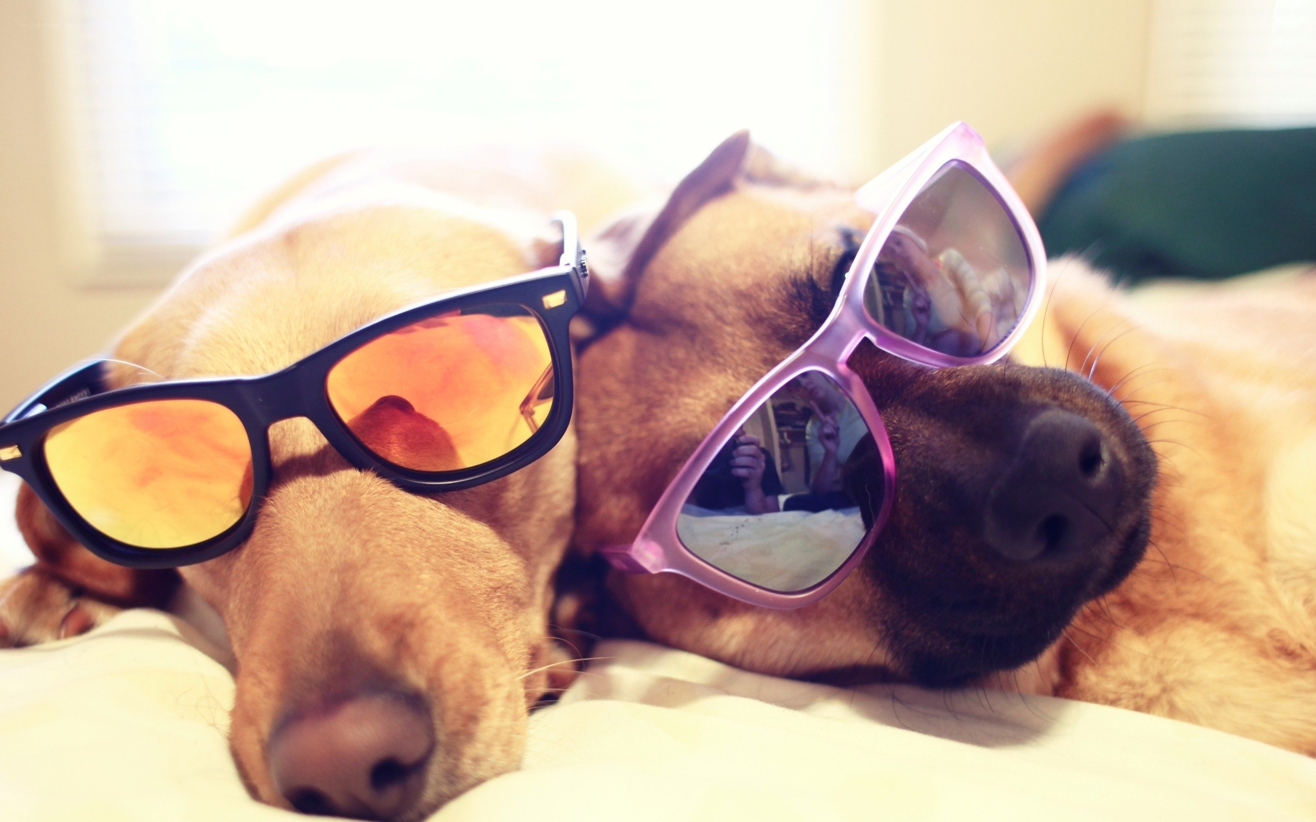 two dogs wearing sunglasses