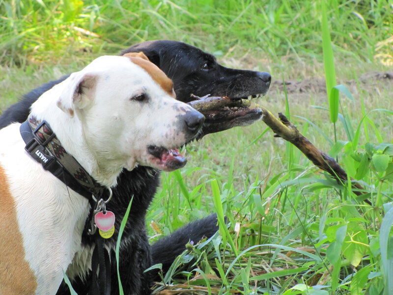 Two dogs with a stick