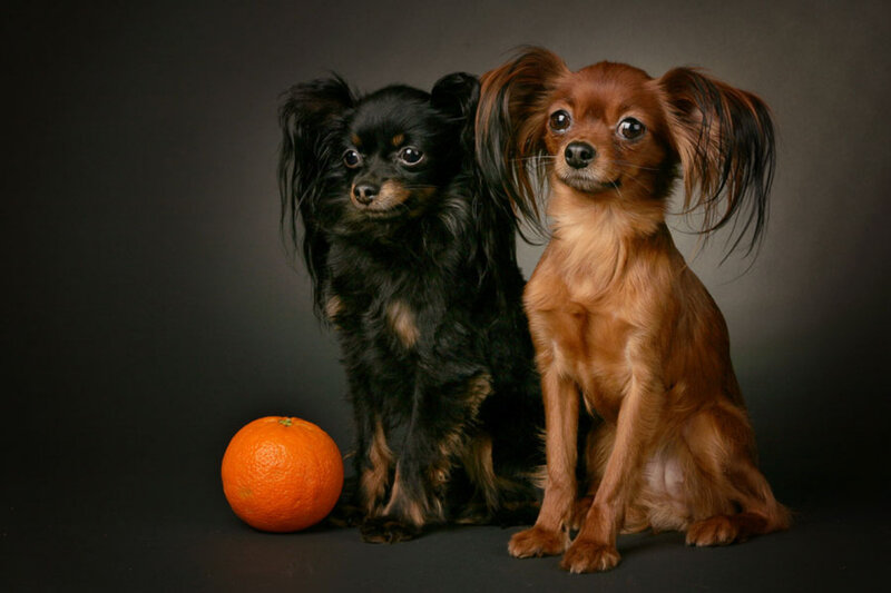 Two dogs with an orange