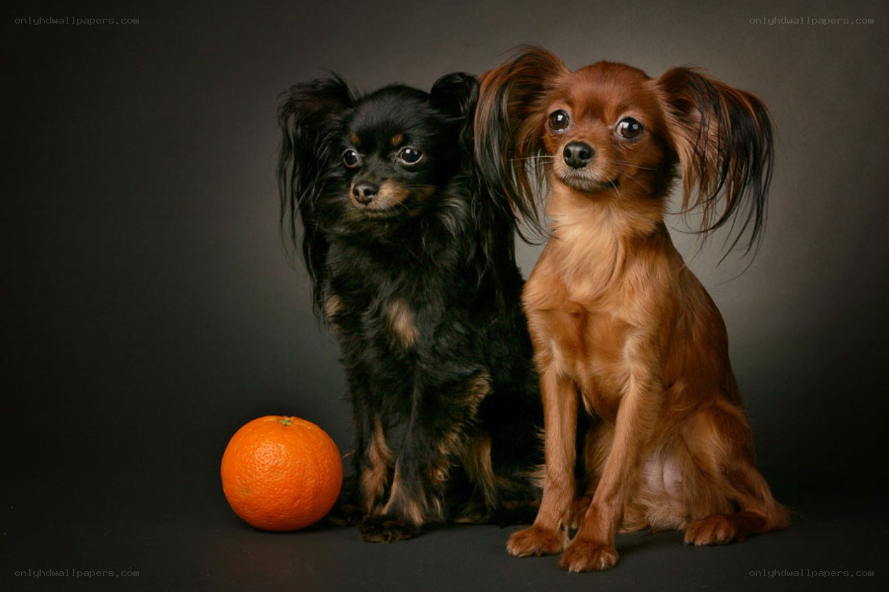 Two dogs with an orange