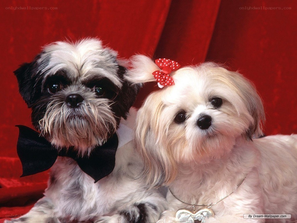 Two dogs with bows