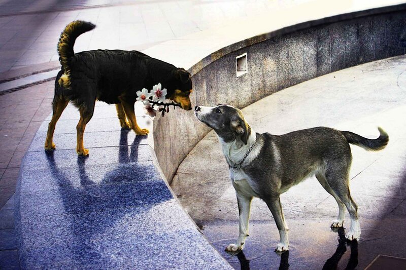 Two Dogs with Flower