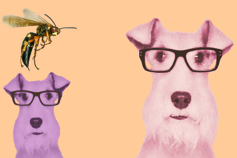 Two Dogs with Glasses