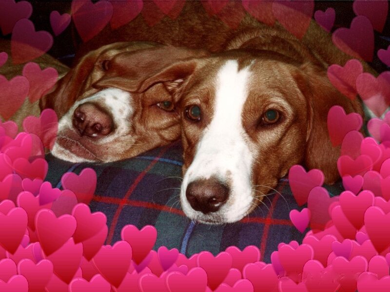 two dogs with hearts
