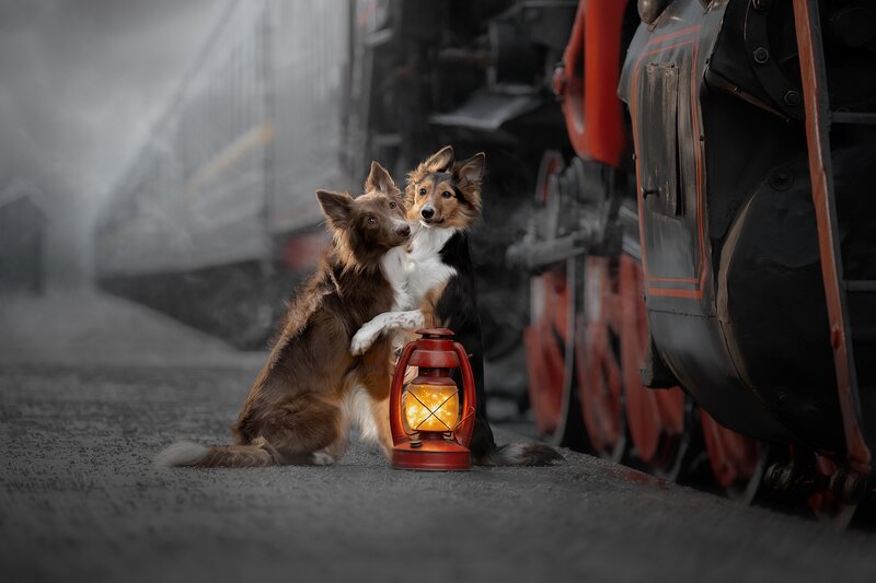 Two Dogs with Lantern