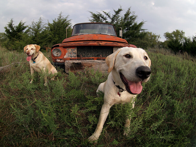 Two dogs with old truck