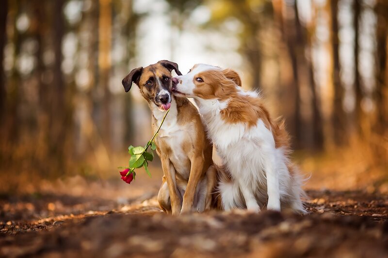 Two Dogs with Rose — Brown