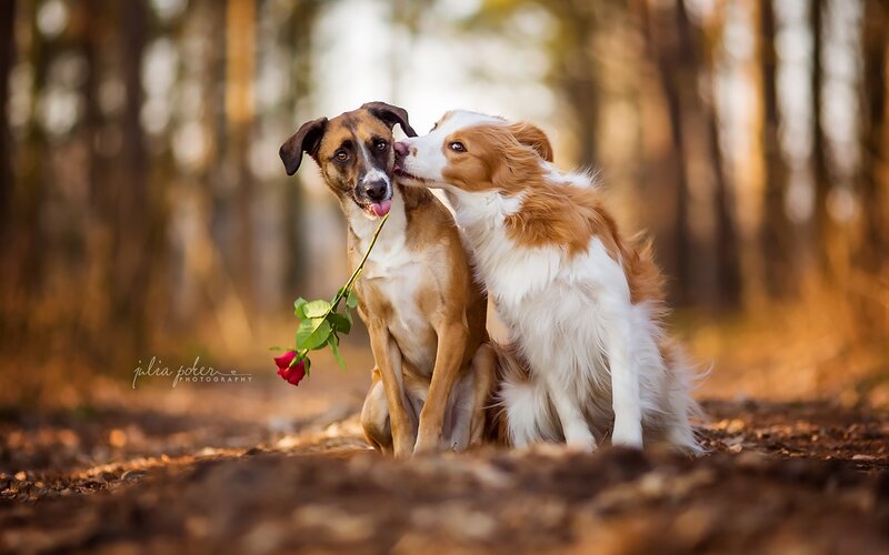 Two Dogs with Rose