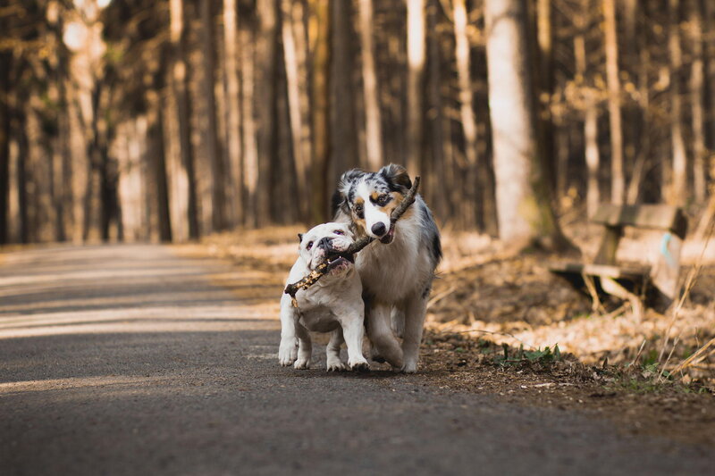 Two Dogs with Stick